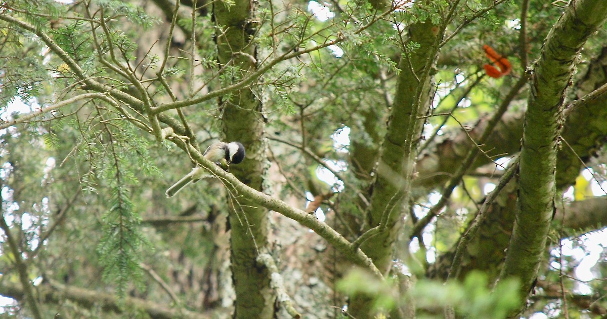 Black-capped Chickadee - ML112241241