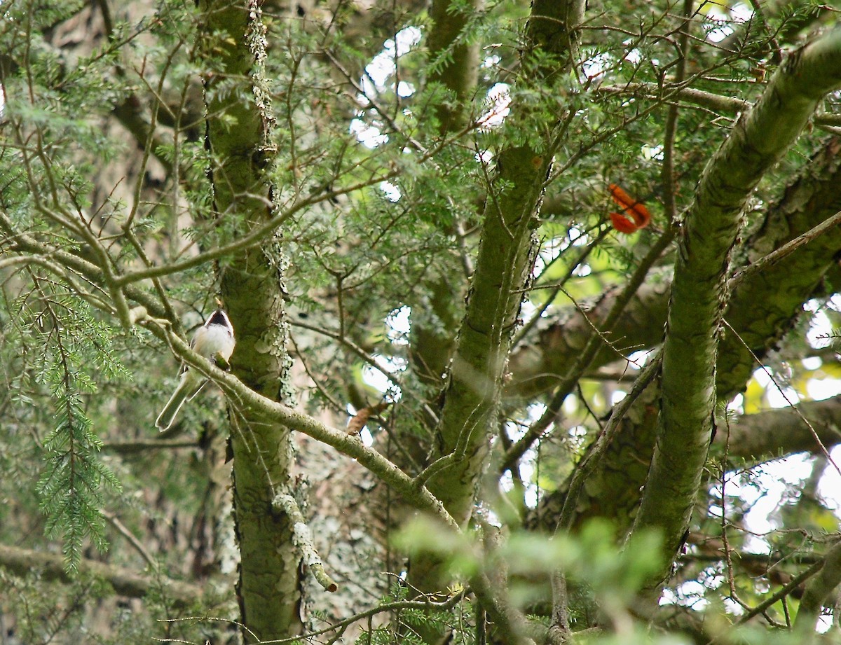 Black-capped Chickadee - ML112241481