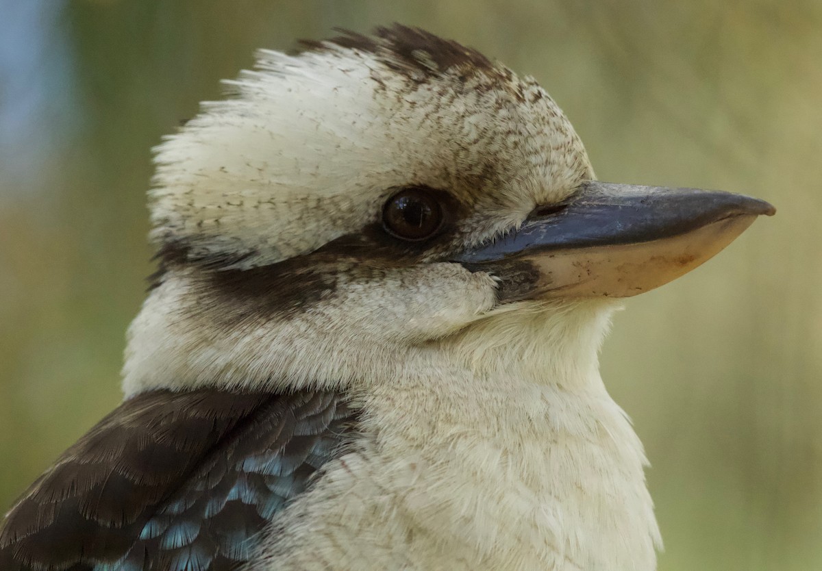 Laughing Kookaburra - David  Tytherleigh