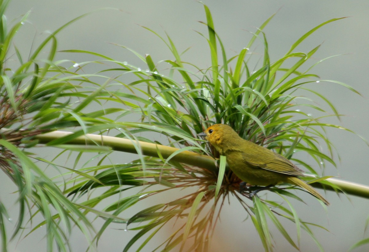 Rust-and-yellow Tanager - Will Sweet