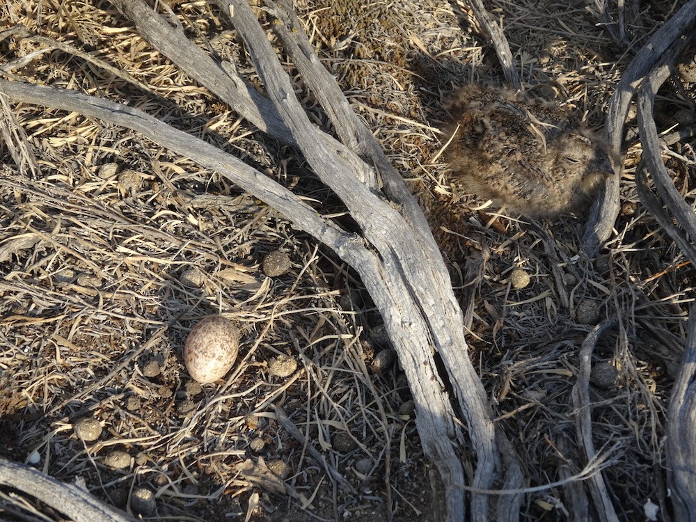 תחמס אמריקני - ML112242281