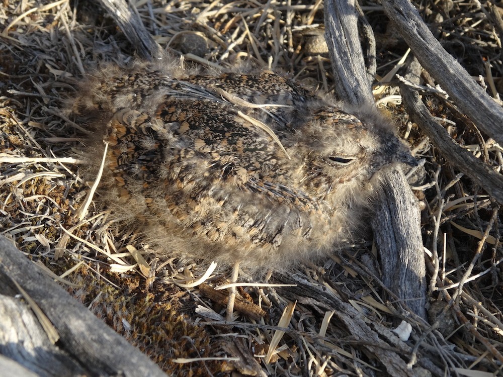 Common Nighthawk - ML112242381