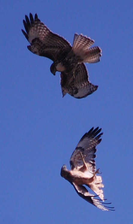 Red-tailed Hawk - ML112243991