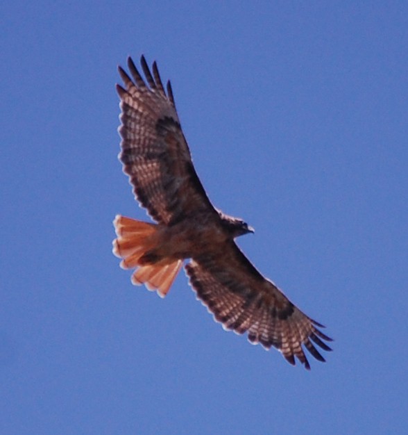 Red-tailed Hawk - ML112244021