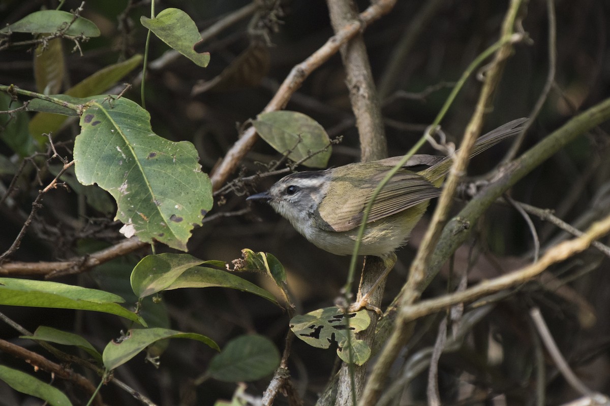 Golden-crowned Warbler - Luiz Carlos Ramassotti