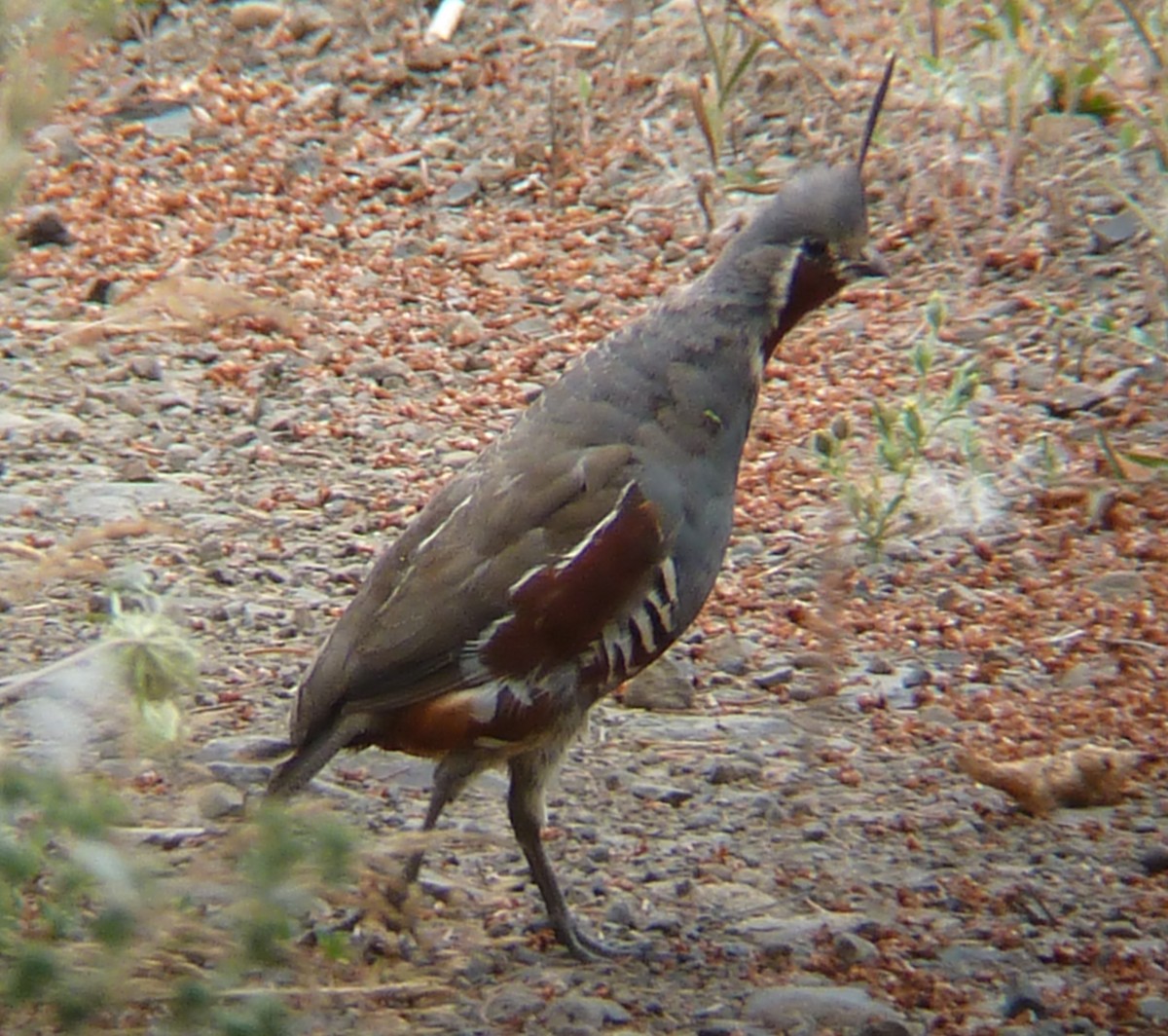 Mountain Quail - Rick Bennett