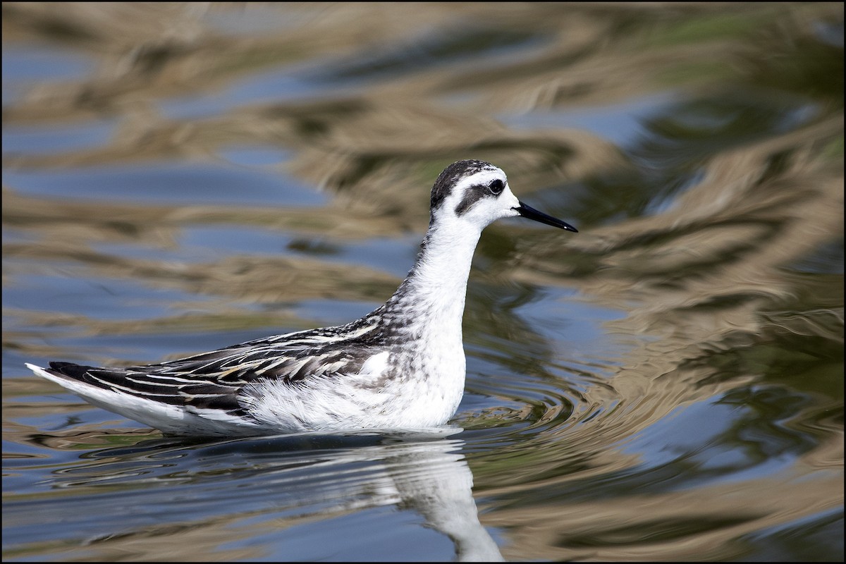 Red-necked Phalarope - ML112248181