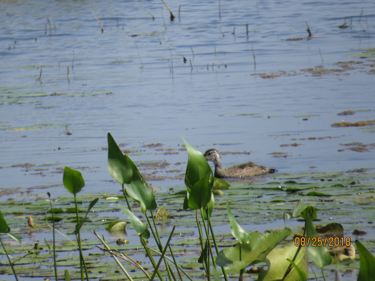 Canard branchu - ML112248671