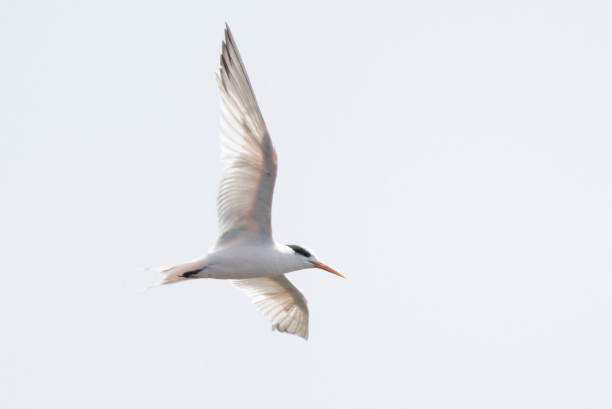 Elegant Tern - ML112249071