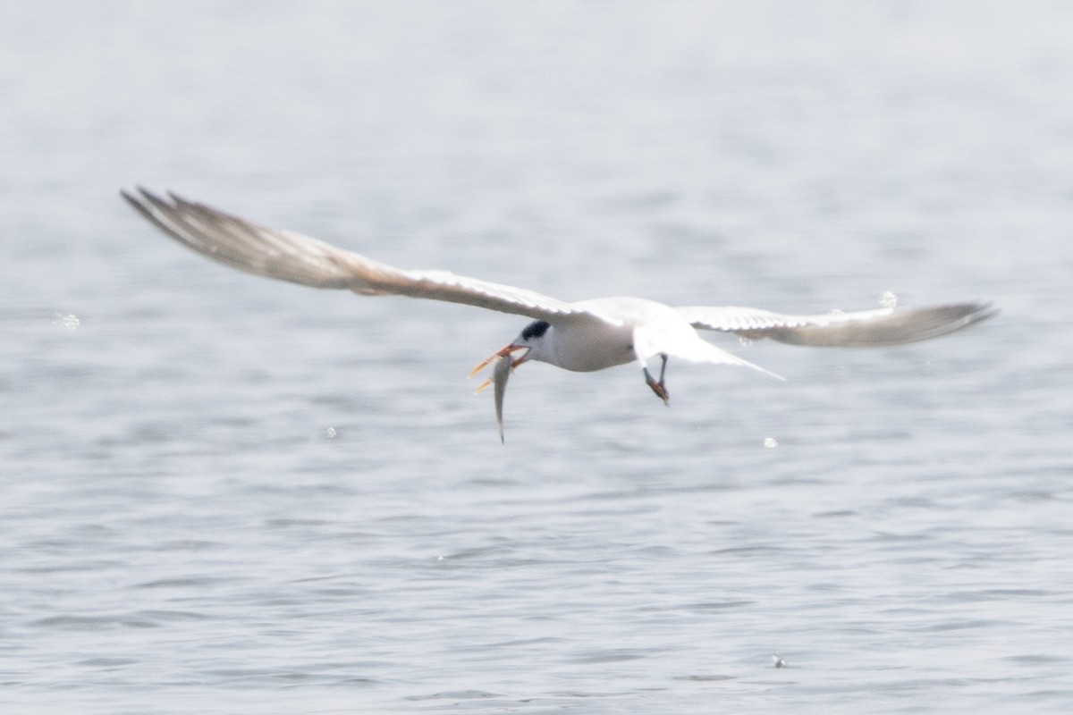 Elegant Tern - ML112249081