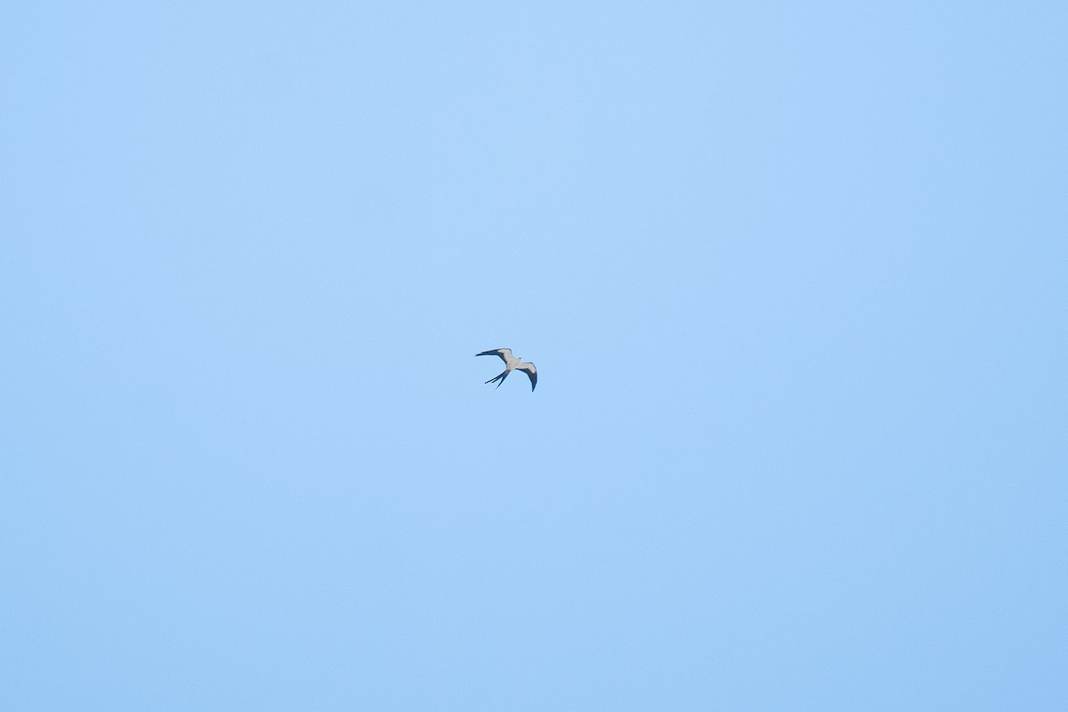 Swallow-tailed Kite - ML112249151