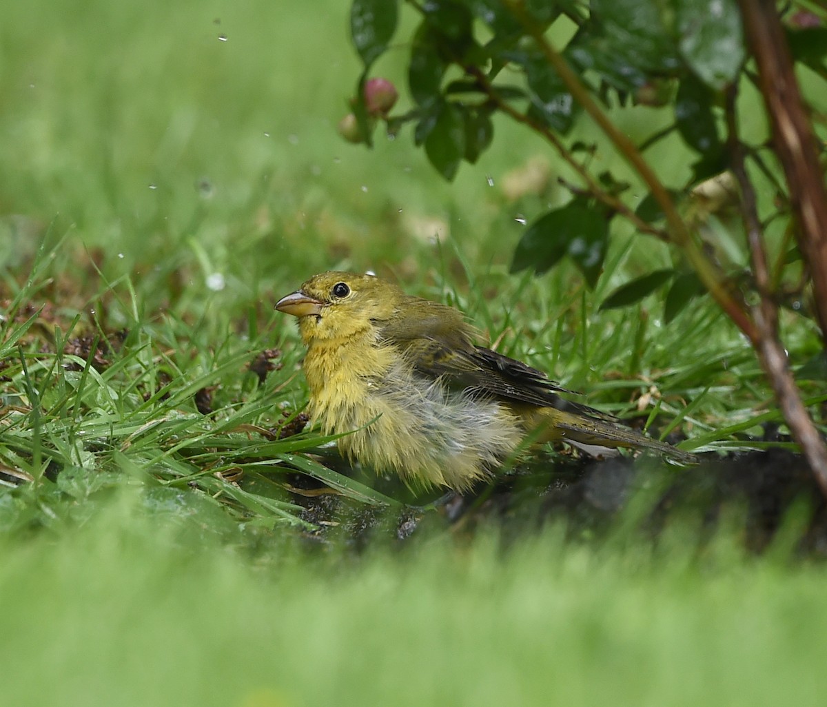 Scarlet Tanager - ML112249221