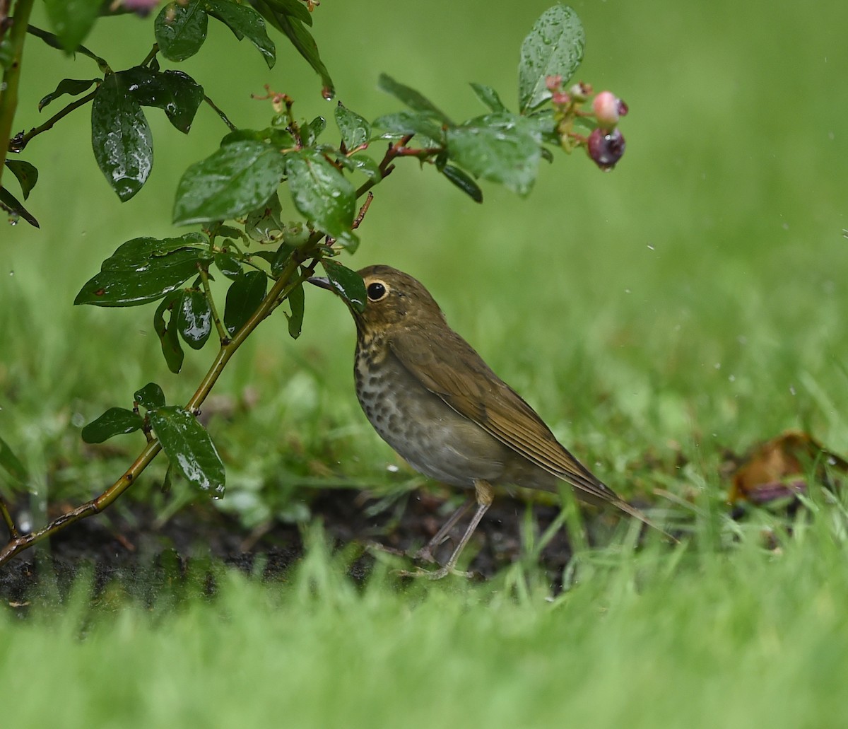 Hermit Thrush - ML112249451