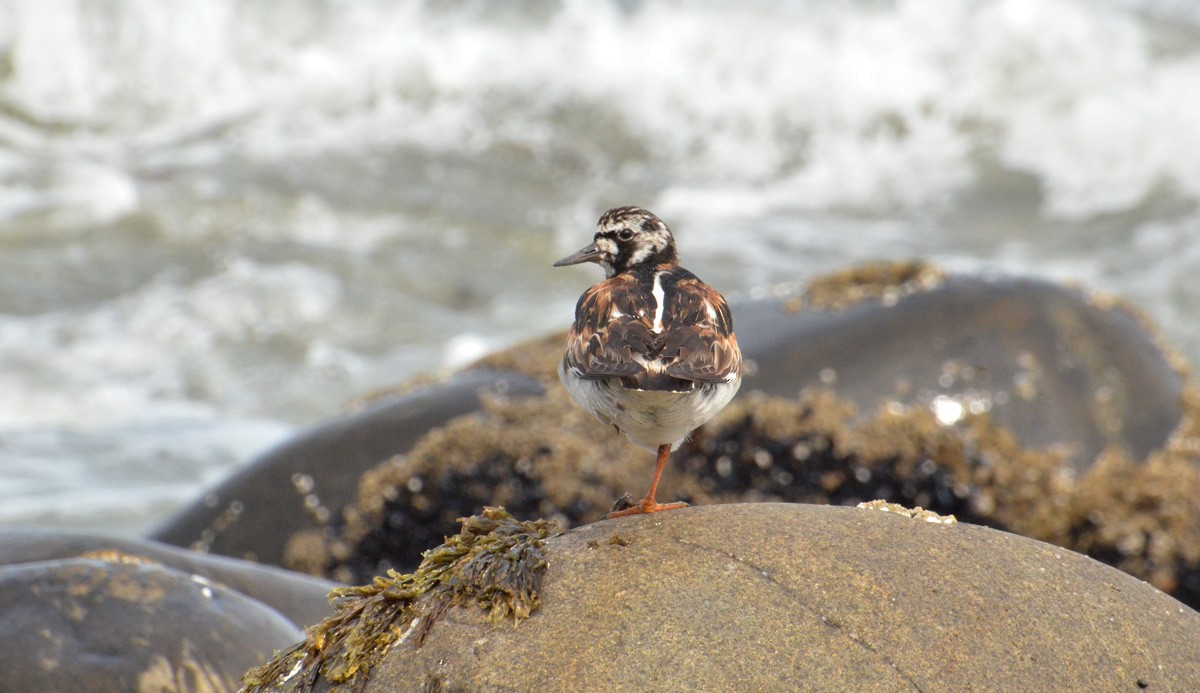 Ruddy Turnstone - ML112249521