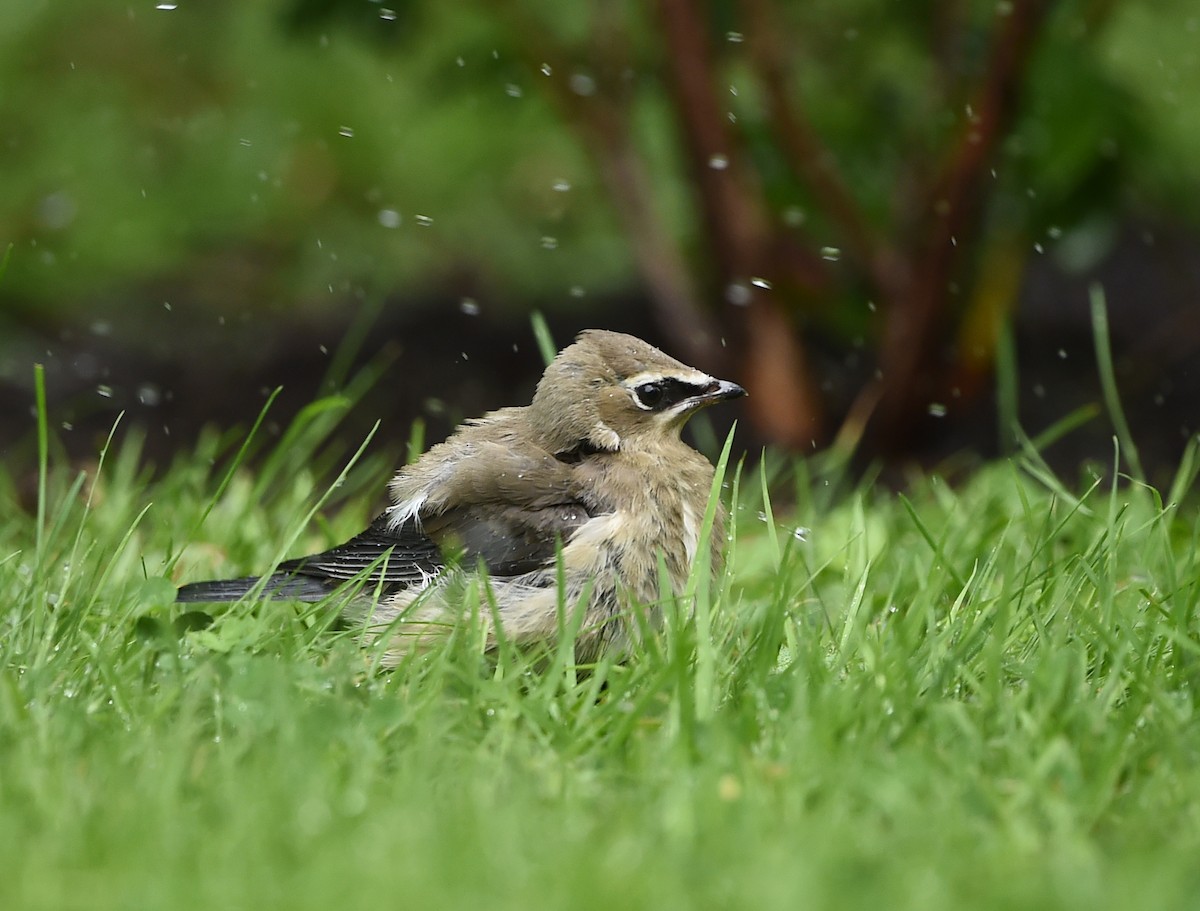 Cedar Waxwing - ML112249551