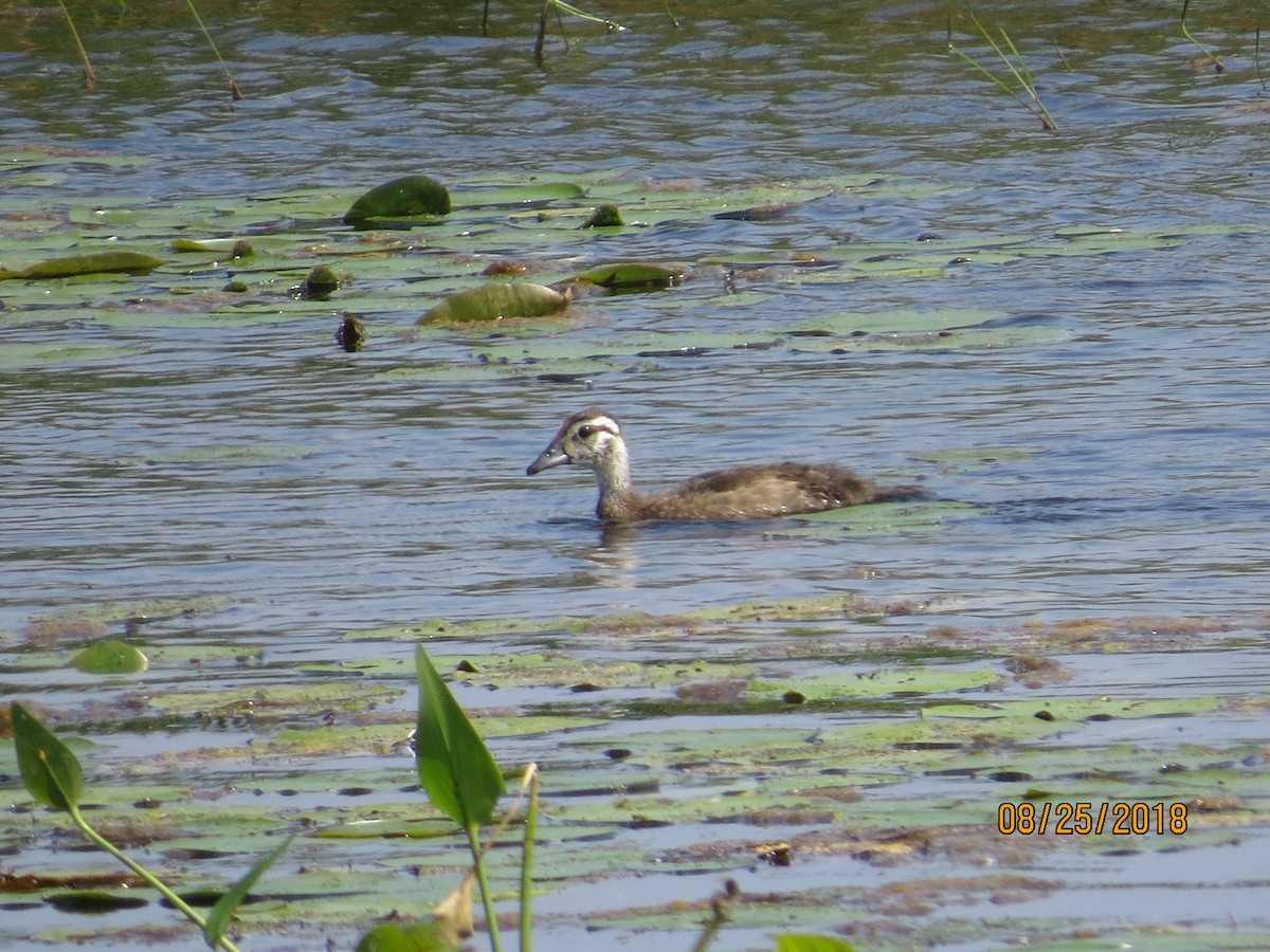 Wood Duck - ML112249611