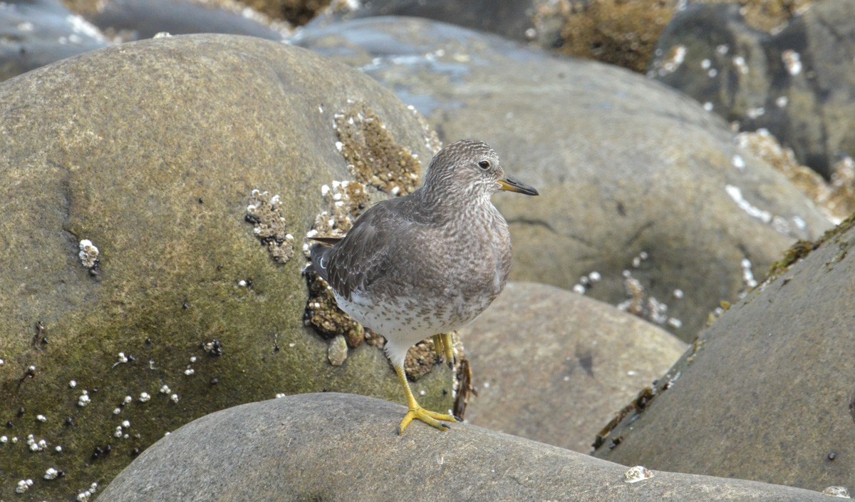 Surfbird - ML112249661