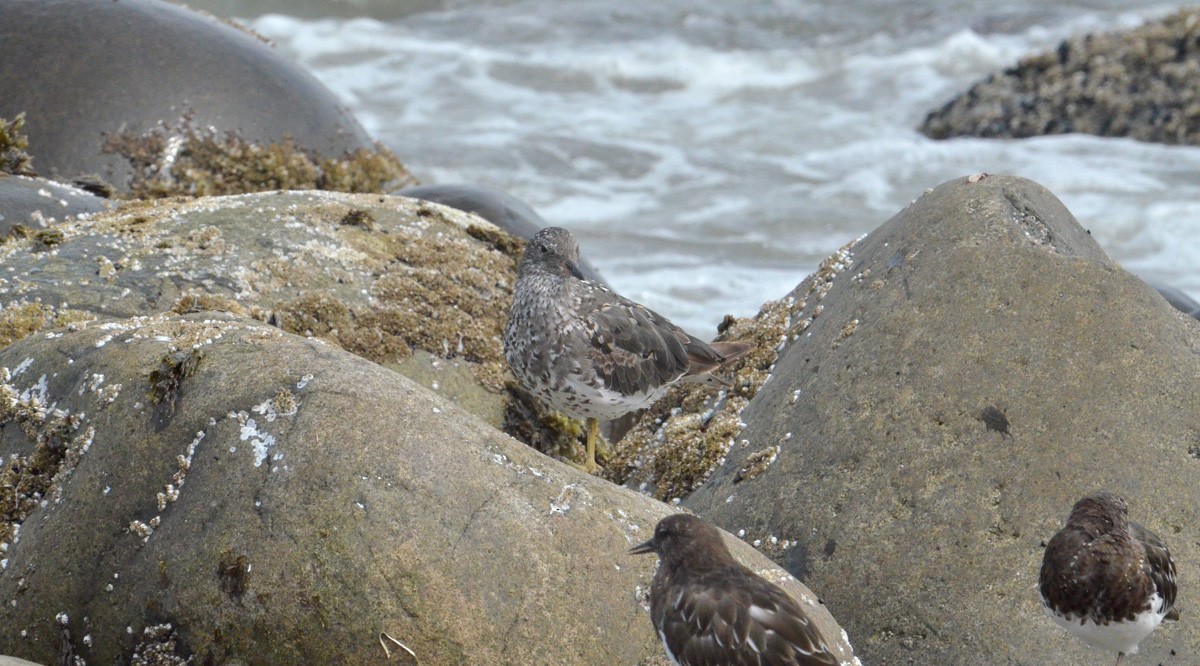 Surfbird - ML112249671