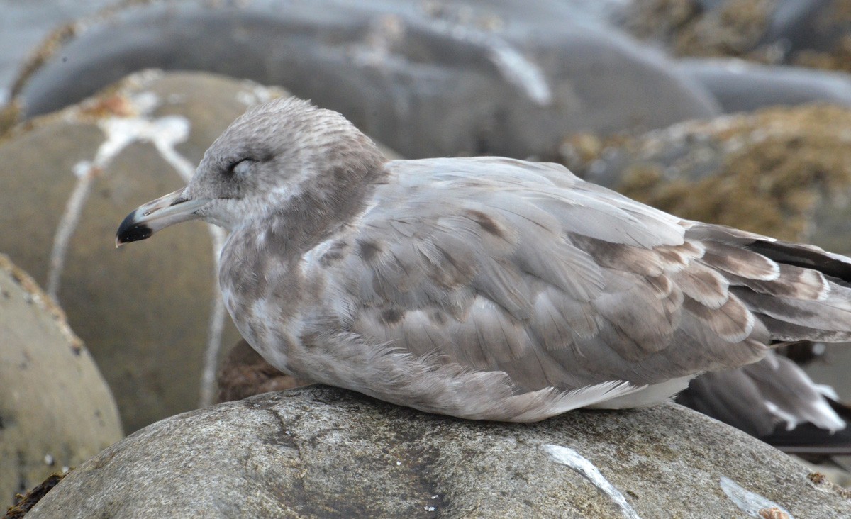 California Gull - ML112249721