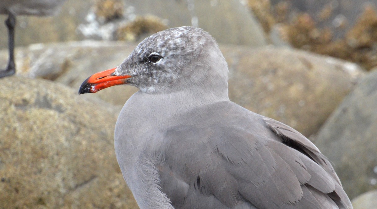 Heermann's Gull - ML112249781