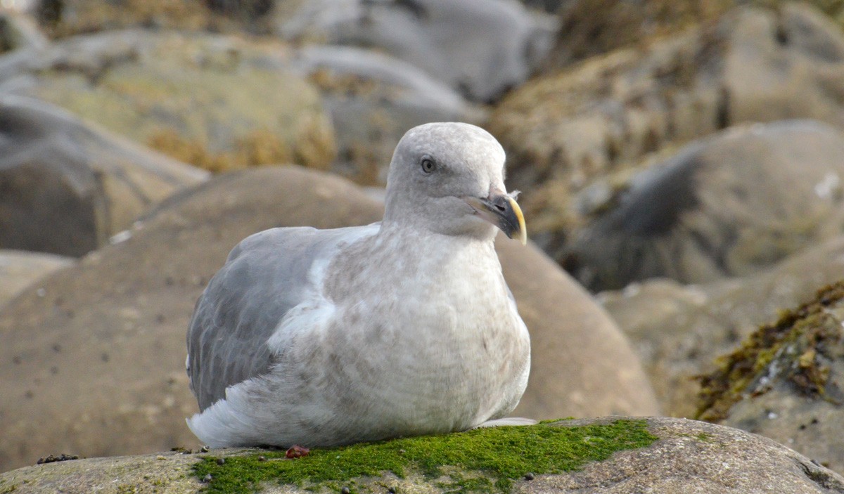 Western x Glaucous-winged Gull (hybrid) - ML112249801