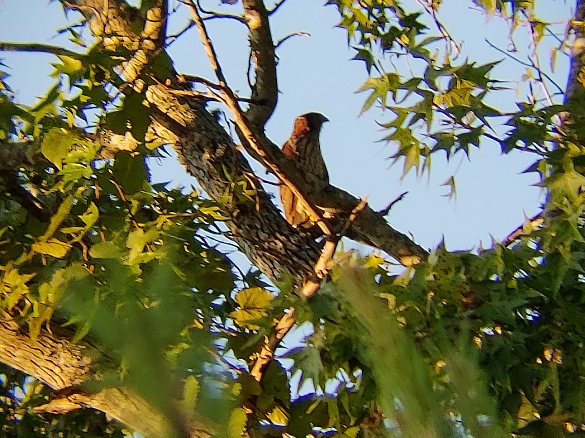 Cooper's Hawk - ML112249971