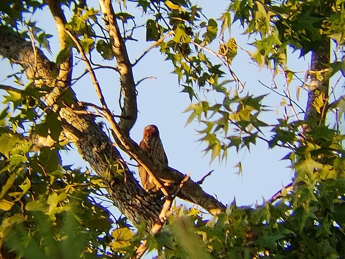 Cooper's Hawk - ML112249981