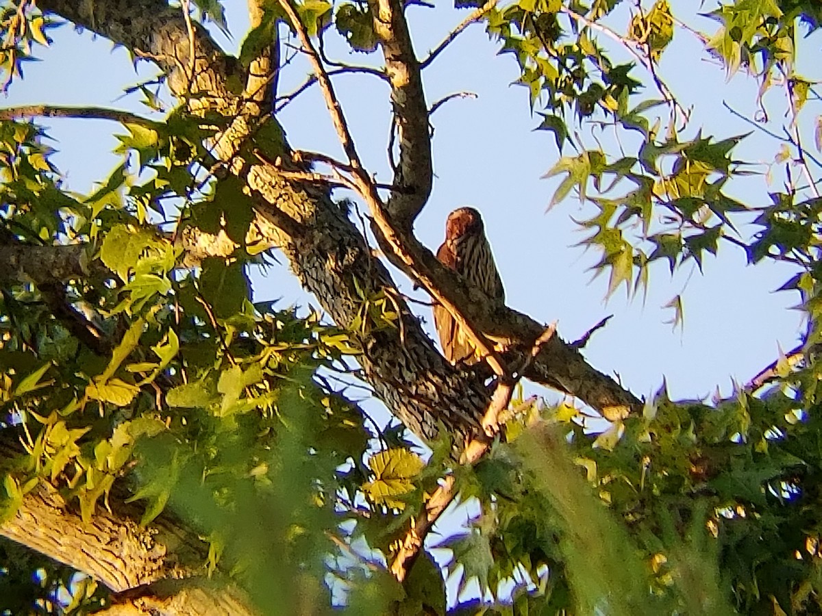 Cooper's Hawk - ML112249991