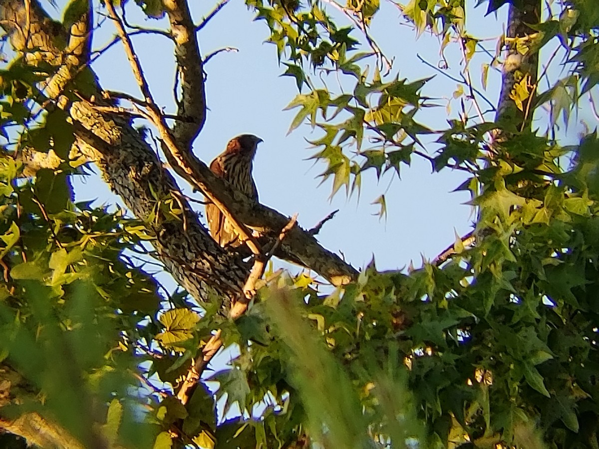 Cooper's Hawk - ML112250011