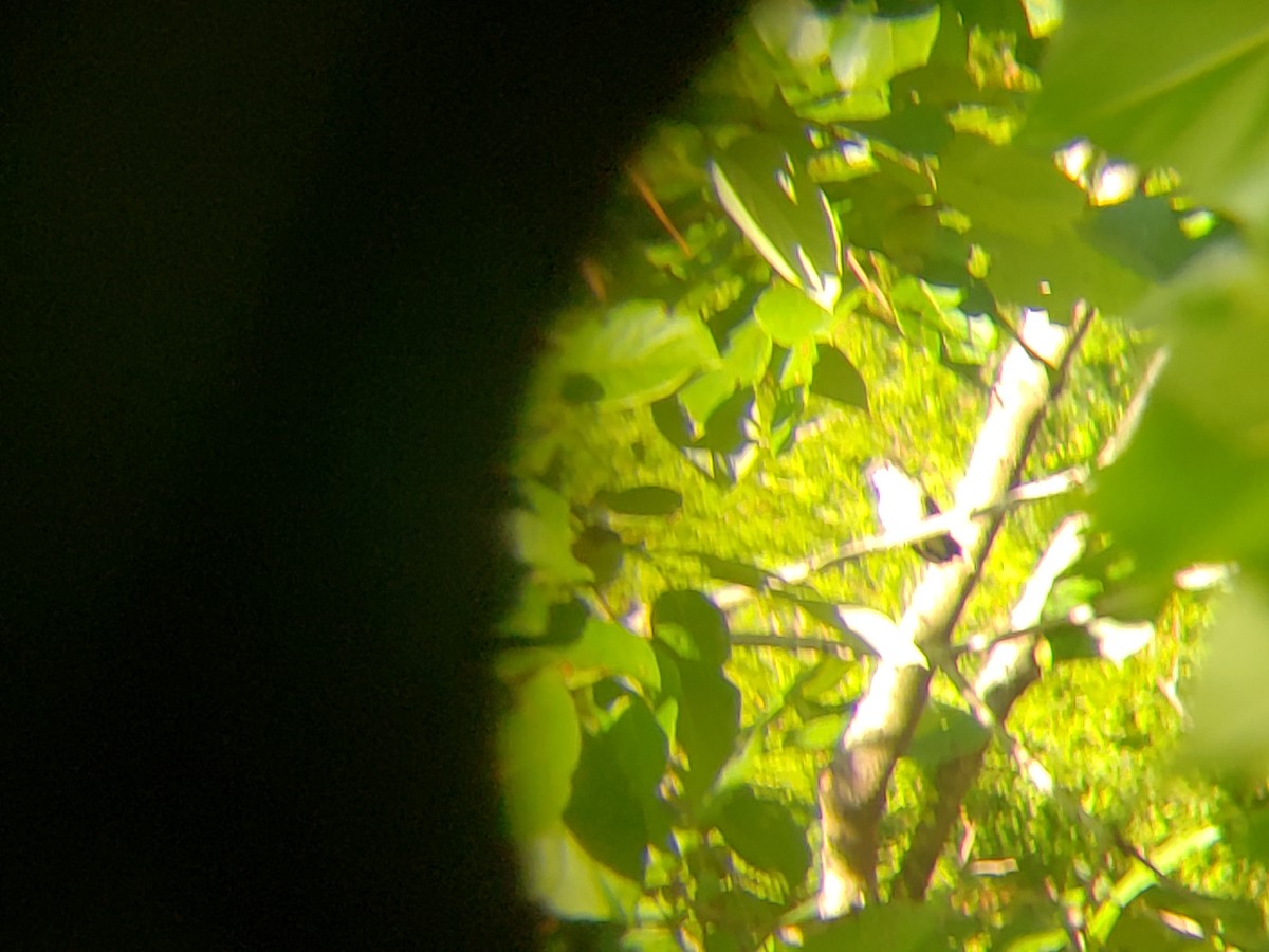 Ruby-throated Hummingbird - ML112250151