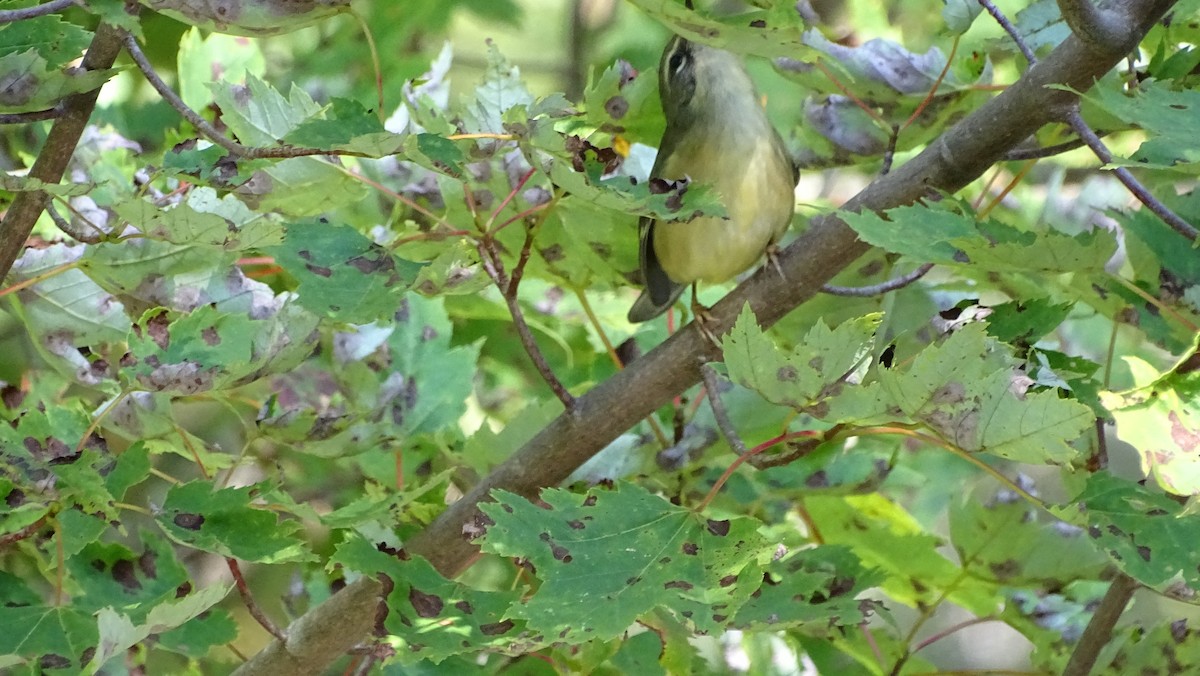 Black-throated Blue Warbler - ML112250231