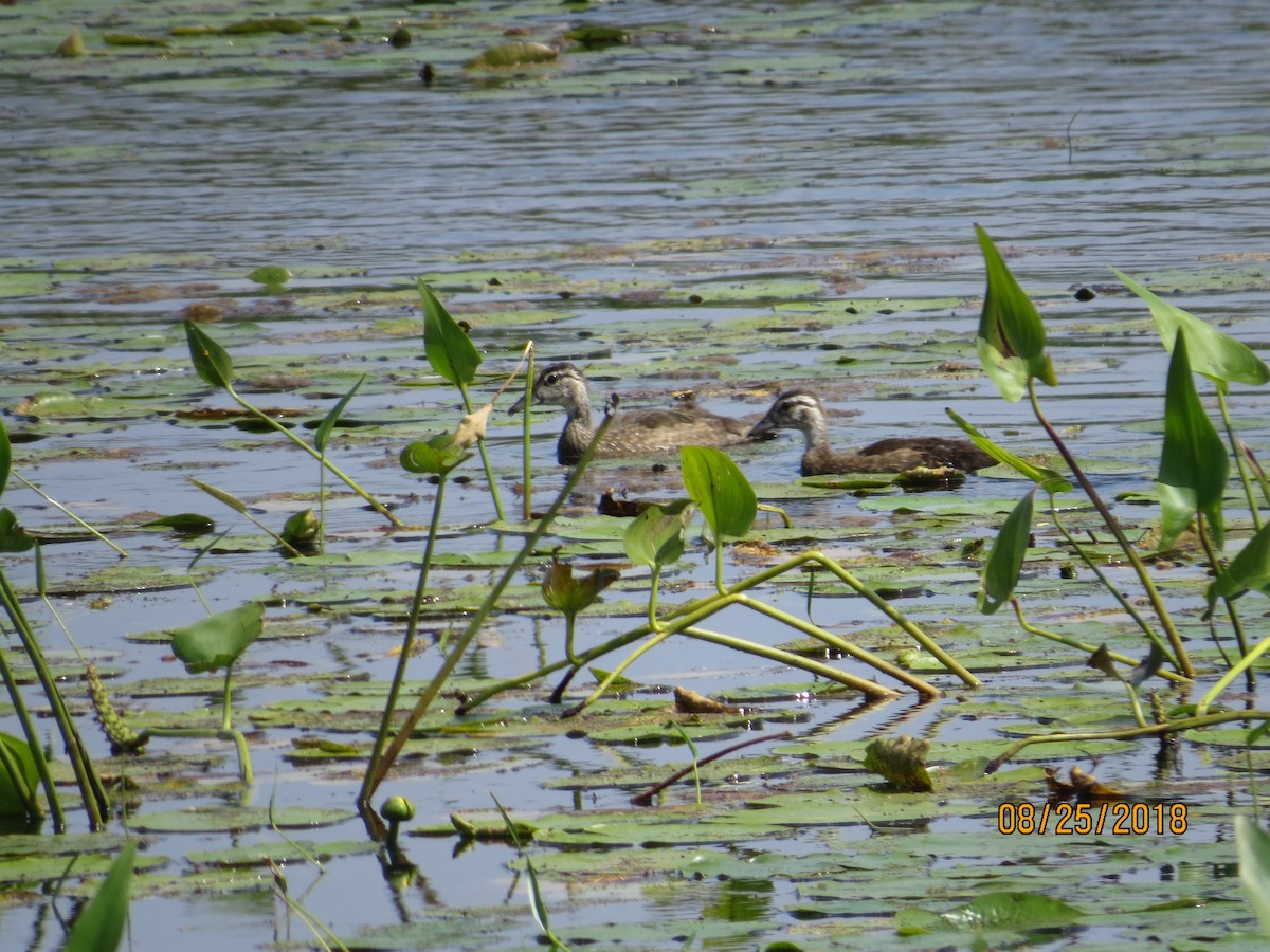 Wood Duck - ML112250281