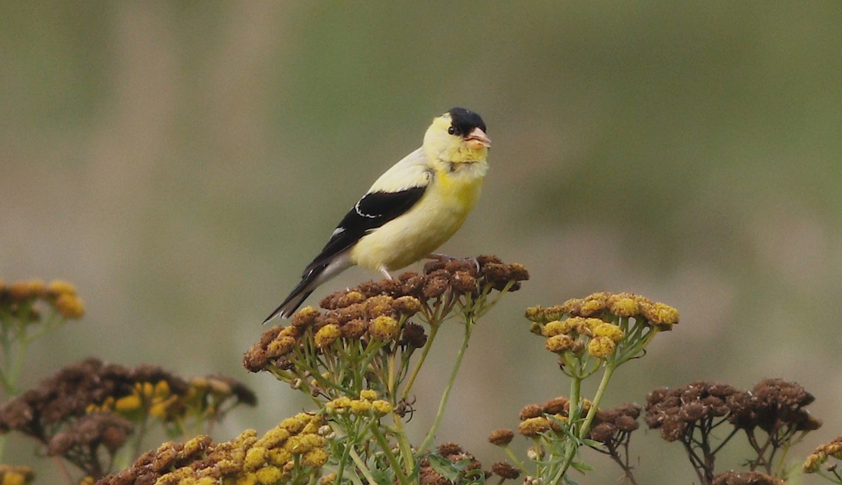 American Goldfinch - ML112250681