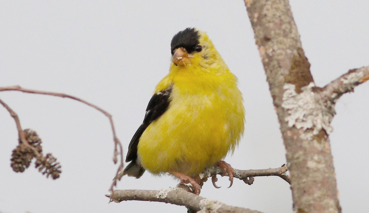 American Goldfinch - ML112250701