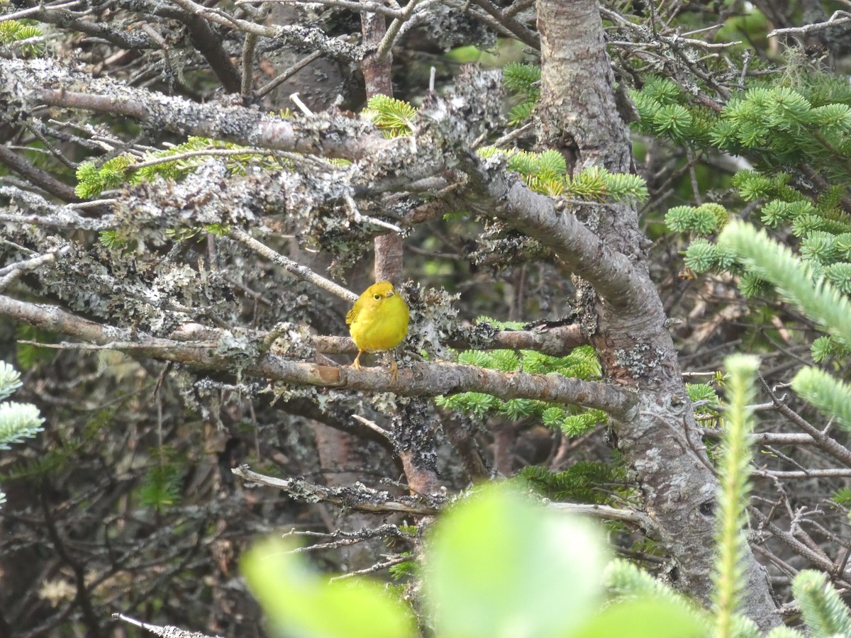 Paruline jaune - ML112251331