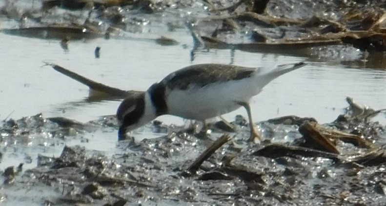 Semipalmated Plover - Mike & MerryLynn  Denny