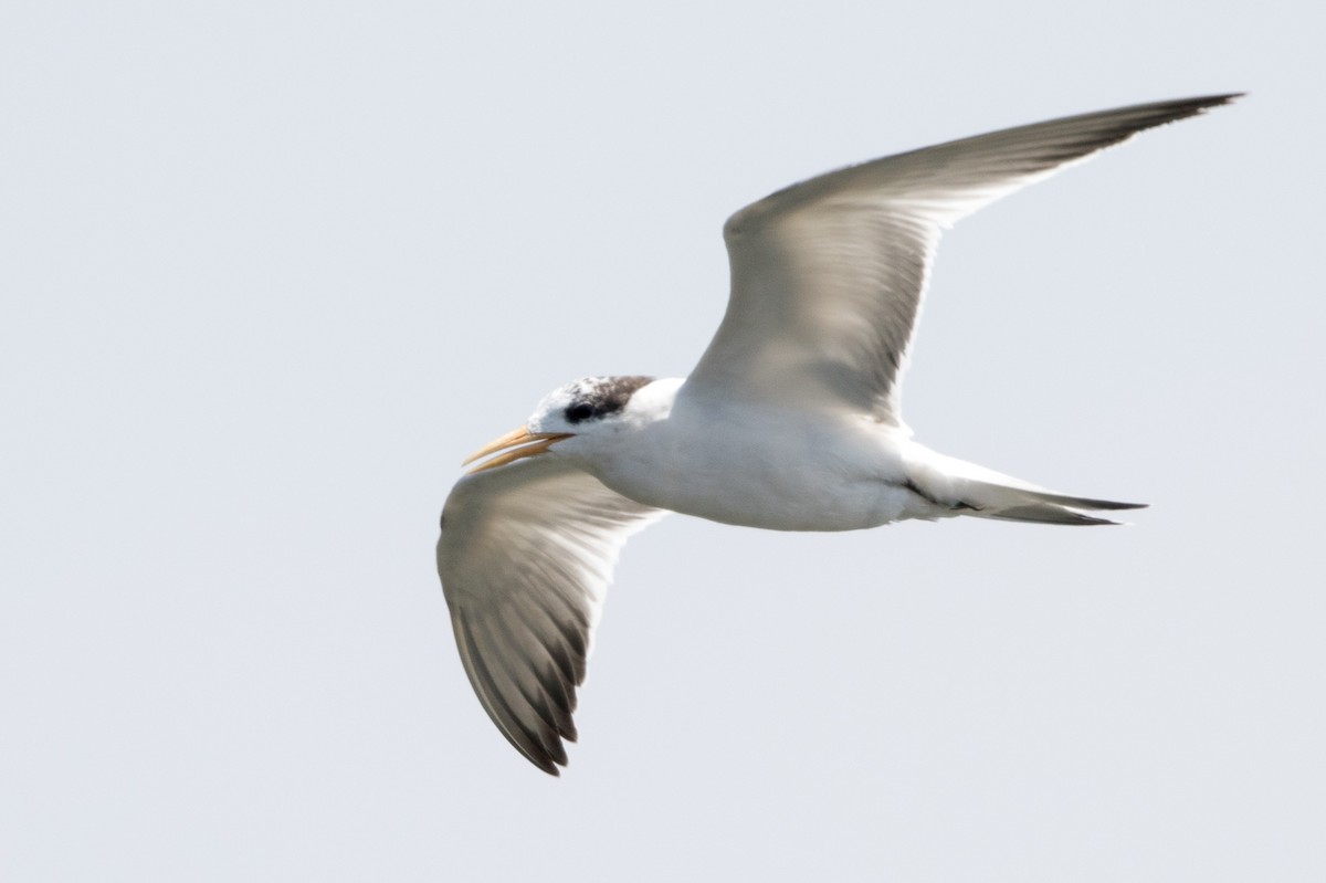 Elegant Tern - ML112252561