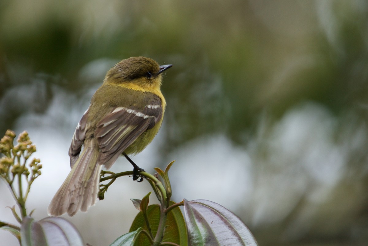 Ochraceous-breasted Flycatcher - Will Sweet