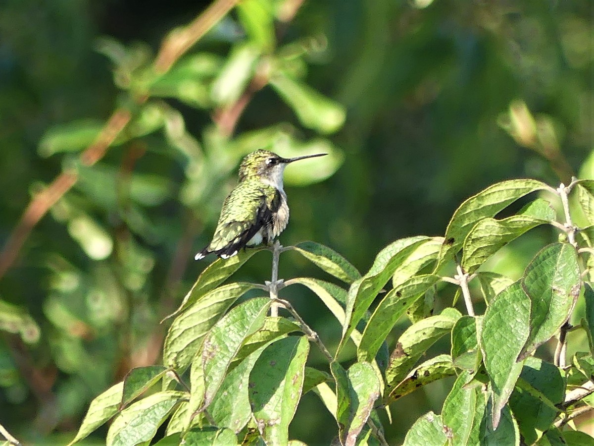 Ruby-throated Hummingbird - ML112257391