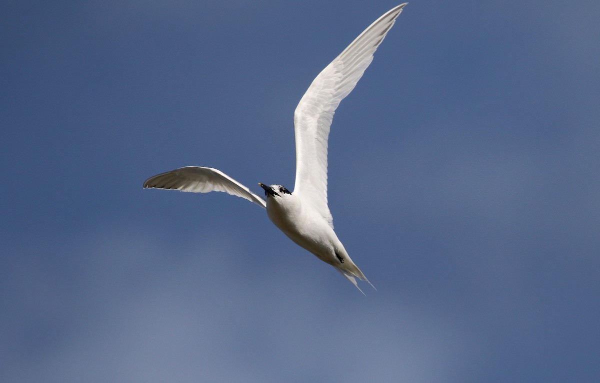 Sandwich Tern (Eurasian) - Jay McGowan