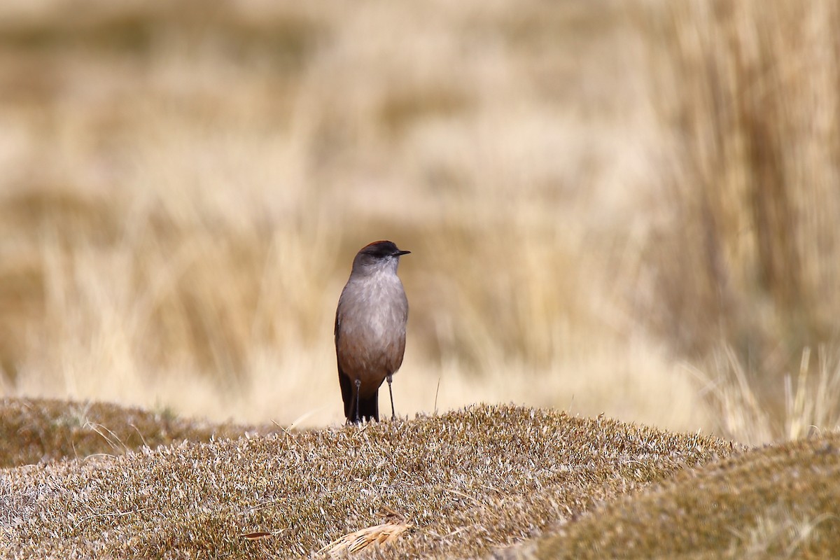 Dormilona Canela - ML112260641