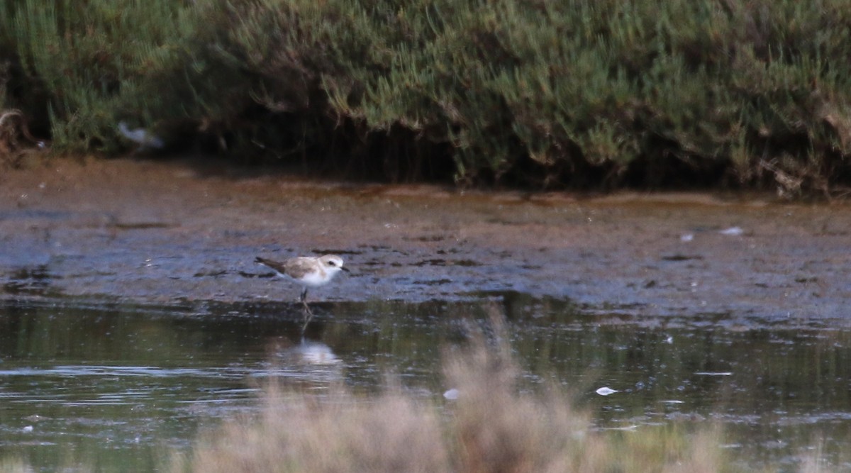 Kentish Plover (Kentish) - Jay McGowan