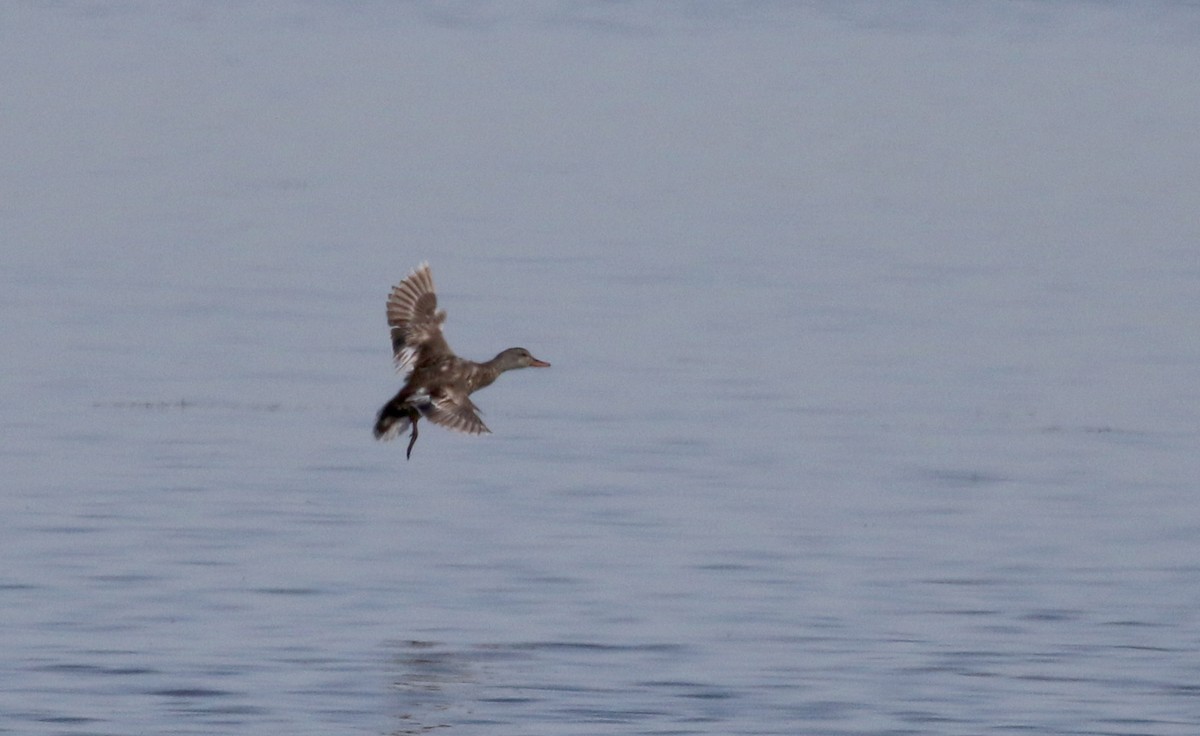 Gadwall - Jay McGowan