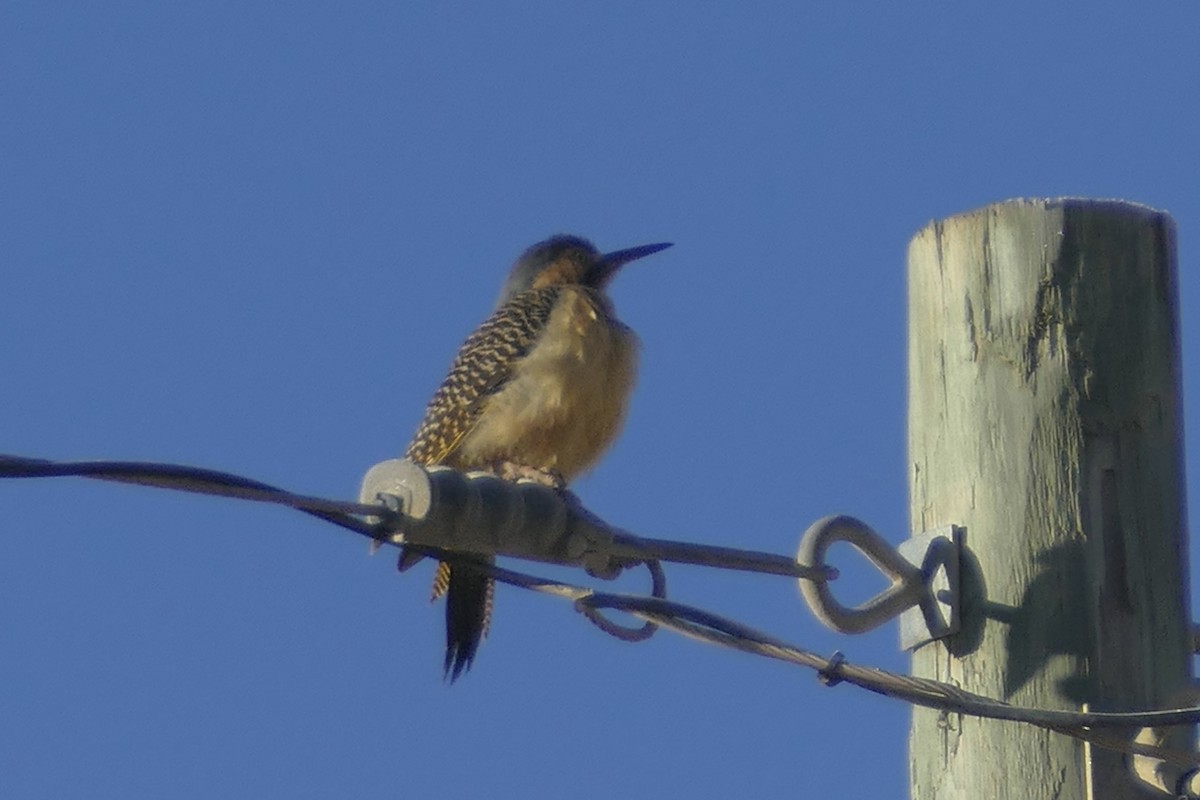 Andean Flicker - ML112261411