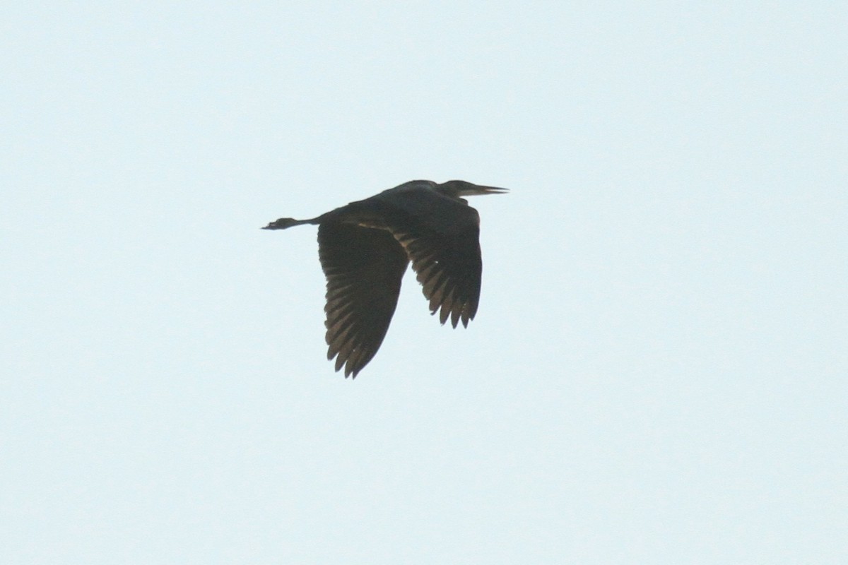 Great Blue Heron - ML112262521