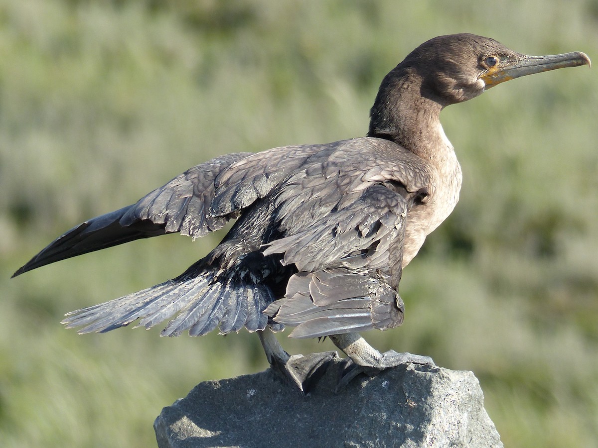 Double-crested Cormorant - Réjean Deschênes