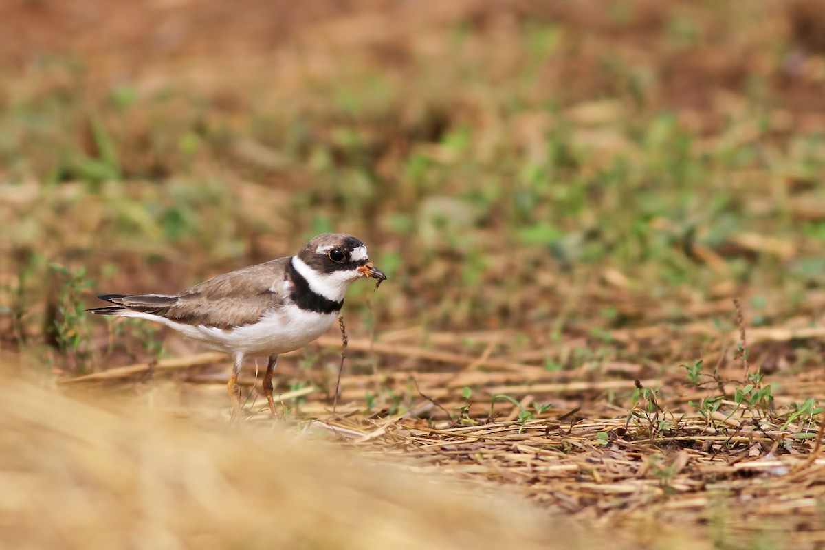 Semipalmated Plover - ML112263071