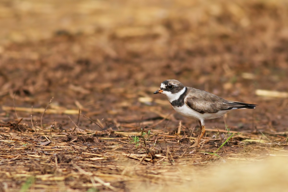Semipalmated Plover - ML112263131