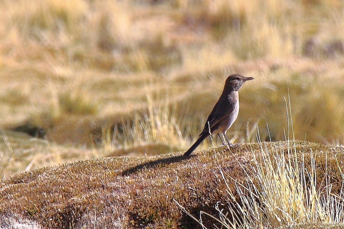 Gray-bellied Shrike-Tyrant - ML112263221