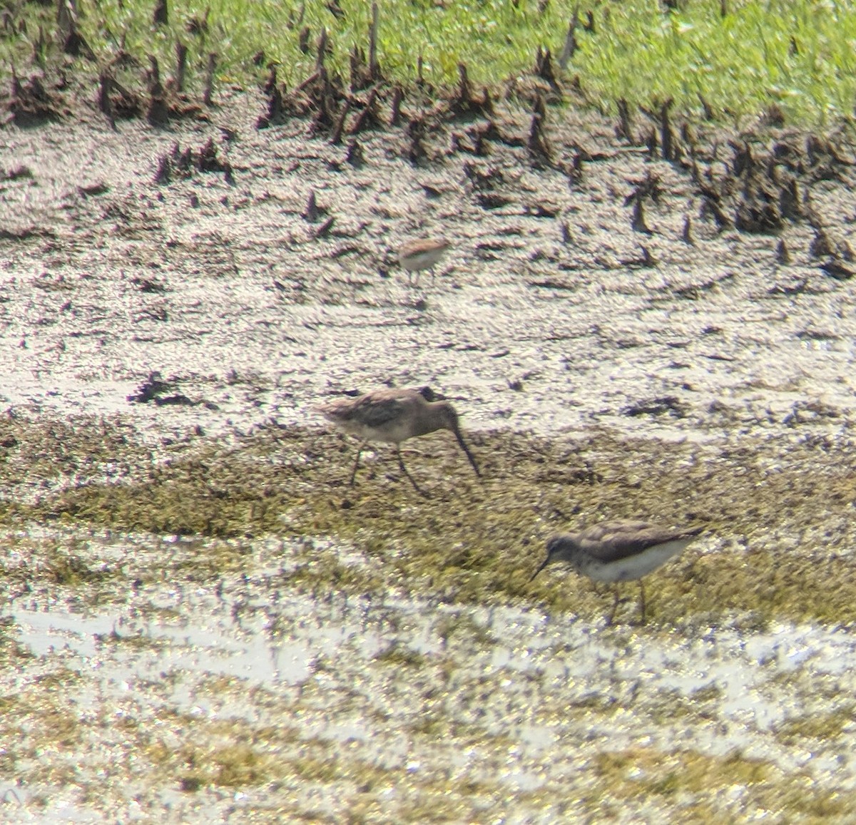 Long-billed Dowitcher - ML112263461